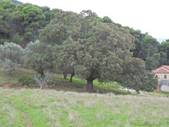 Quercus ithaburensis macrolepis