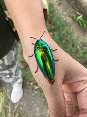 Sternocera aequisignata