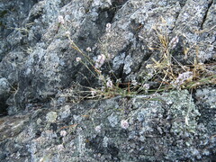Polygonum spergulariiforme
