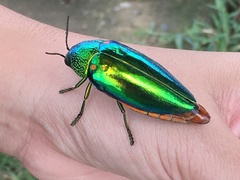 Sternocera aequisignata