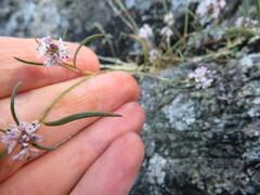 Polygonum spergulariiforme