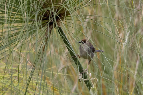 Carruthers's Cisticola