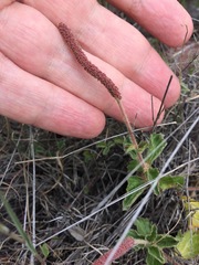 Acalypha monostachya