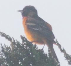 Icterus bullockii × galbula