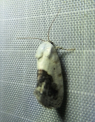 Ponometia erastrioides