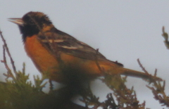 Icterus bullockii × galbula