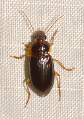 Notiobia terminata