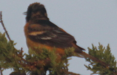 Icterus bullockii × galbula