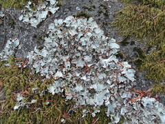 Cetrelia cetrarioides