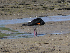 Haematopus longirostris
