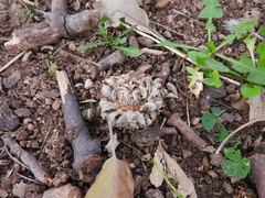 Quercus ithaburensis macrolepis