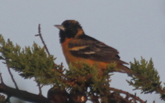 Icterus bullockii × galbula