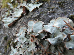 Cetrelia cetrarioides