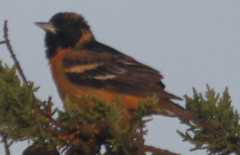 Icterus bullockii × galbula