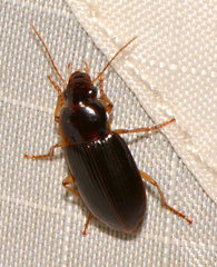 Notiobia terminata