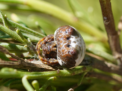 Mastophora cornigera