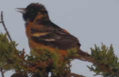 Icterus bullockii × galbula