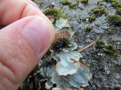 Cetrelia cetrarioides