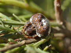 Mastophora cornigera
