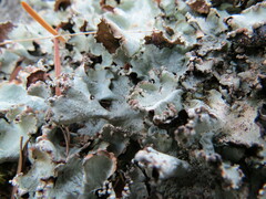 Cetrelia cetrarioides