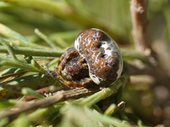 Mastophora cornigera