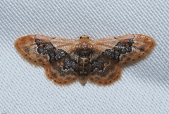 Idaea gemmata