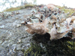 Lobarina scrobiculata