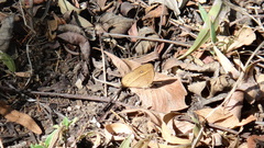 Brakefieldia perspicua