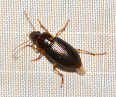 Notiobia terminata