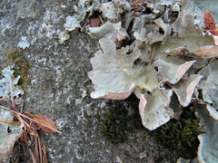 Lobarina scrobiculata