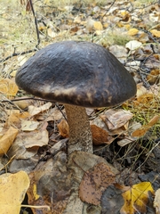 Leccinum alaskanum