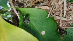 Polyrhachis
