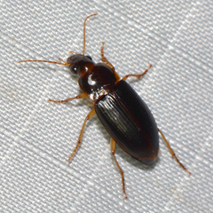 Notiobia terminata