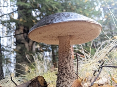 Leccinum alaskanum