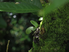 Drymoanthus adversus