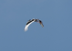 Ephippiorhynchus asiaticus