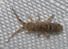 Orchesella