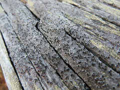 Pseudothelomma occidentale