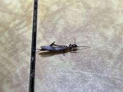 Oligotoma nigra