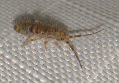 Orchesella