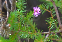 Melaleuca squamea