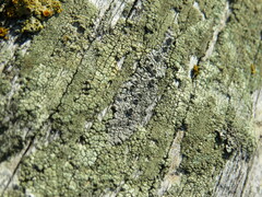 Pseudothelomma occidentale