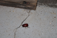 Pentodontini