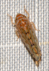 Osbornellus