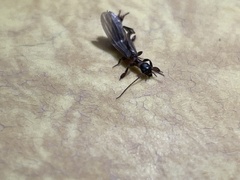 Oligotoma nigra