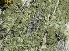 Pseudothelomma occidentale