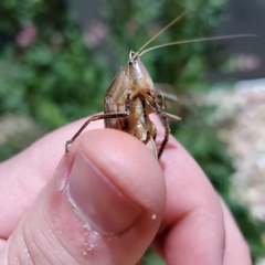 Neoconocephalus triops