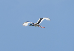 Ephippiorhynchus asiaticus