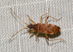 Ozophora picturata