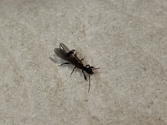 Oligotoma nigra